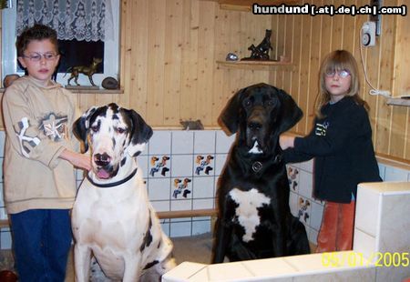 Deutsche Dogge Geschwisterpaare, Sören & Maren mit Max & Montana im Januar 2005