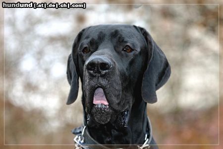 Deutsche Dogge Buffalo