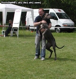 Deutsche Dogge coco auf Ausstellung