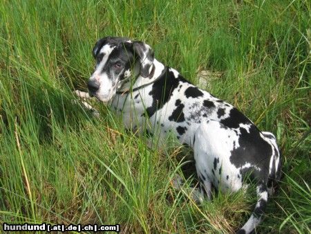 Deutsche Dogge das ist Orph