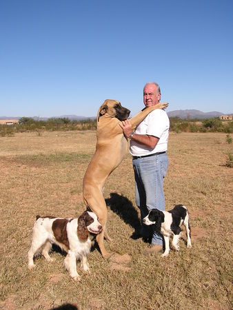 Deutsche Dogge Am. Ch. Magnum vom King Charles