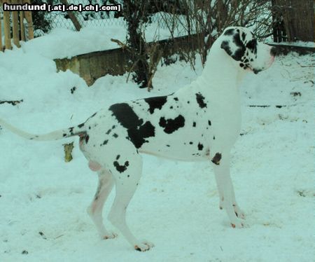 Deutsche Dogge Empero vom Wasigenstein