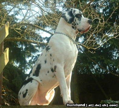 Deutsche Dogge Empero vom Wasigenstein