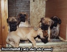 Deutsche Dogge Aua