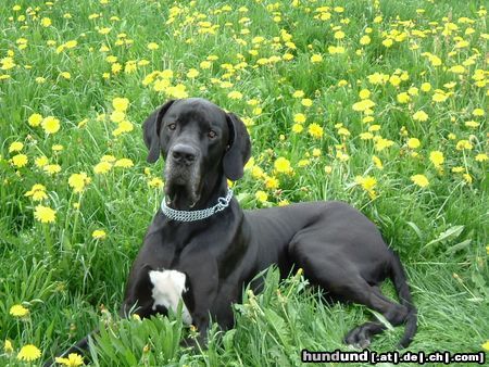 Deutsche Dogge hund im blumenfeld