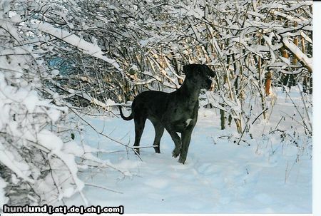 Deutsche Dogge Hat mich jemand gerufen???