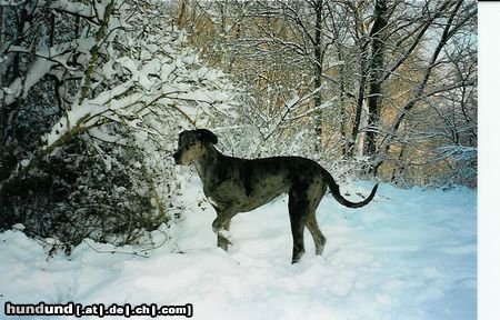 Deutsche Dogge Brrrr schnee ist aber kalt!!