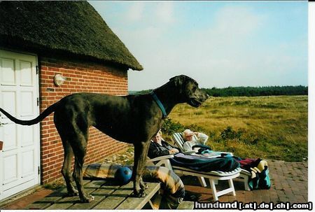 Deutsche Dogge Von hier Kann ich fast ganz Dänemark sehen!