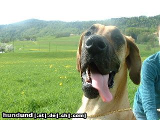 Deutsche Dogge Man ist es heiss!!!