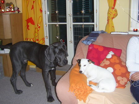 Deutsche Dogge Mitch mit JackRussel-Freundin Cocki