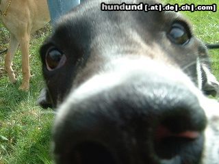 Deutsche Dogge Schau mir in die Augen!!!