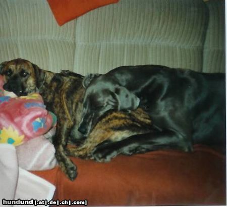 Deutsche Dogge Dino und Harley beim schlafen auf Sofa