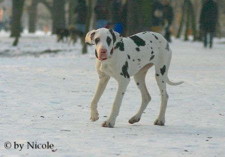 Deutsche Dogge Prater