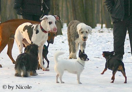 Deutsche Dogge Groß gegen Klein 