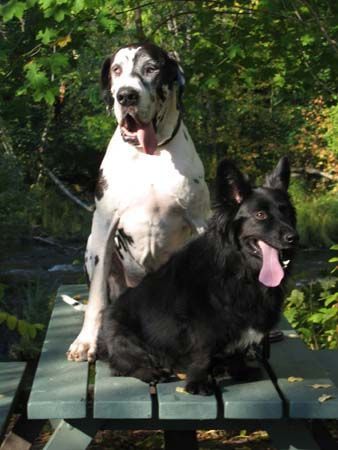 Deutsche Dogge Orph und Bonzo in Karlslund