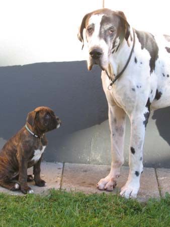 Deutsche Dogge Orph und Kleine Asta