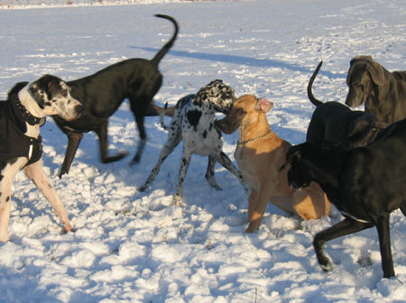 Deutsche Dogge Orph und Grandis freunden