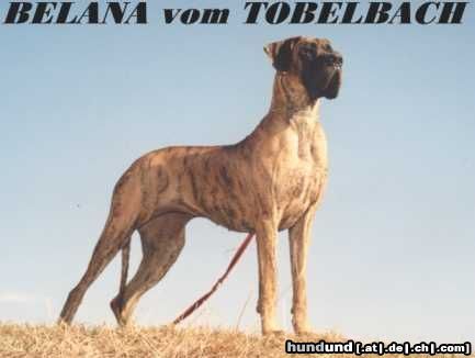 Deutsche Dogge Belana vom Tobelbach