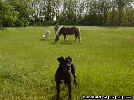 Deutsche Dogge Lady Aysha hütet brav die Pferde !