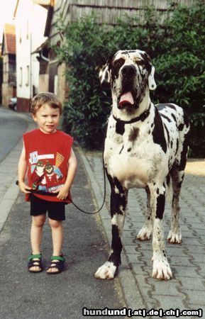 Deutsche Dogge DeNiro vom Odenwald