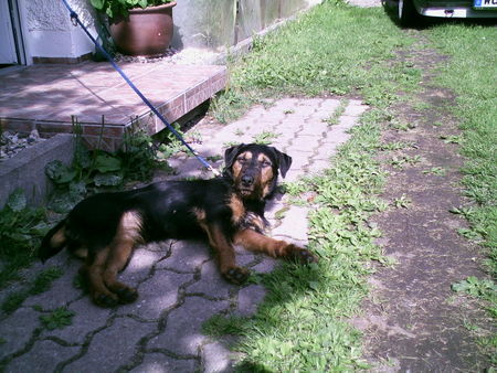 Deutscher Jagdterrier Chilie - faul in der Sonne