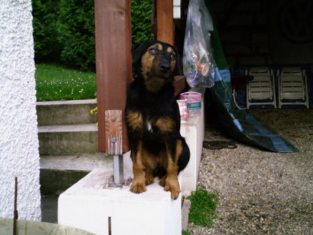 Deutscher Jagdterrier Chilie - auf Aussichtsposten