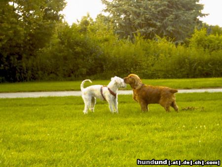 Deutscher Jagdterrier Da bahnt sich wohl eine Liebe an...(Chrissie)