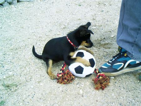 Deutscher Jagdterrier Meiner!!! Khira mit Ball