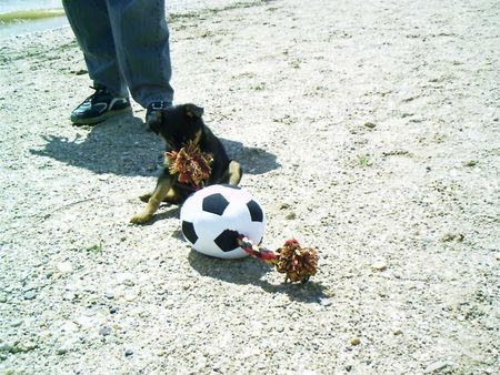 Deutscher Jagdterrier Wer ist größer???