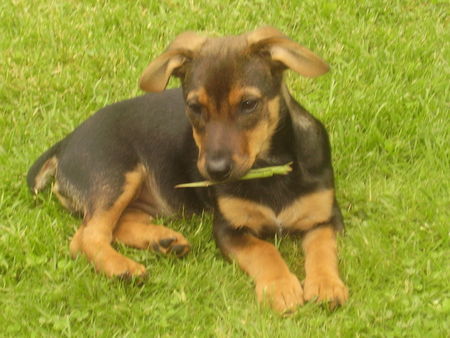 Deutscher Jagdterrier Das ist mein kleienr texas (fast 5 Monate alt)..hdl mein kleiner Schatz!!