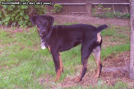 Deutscher Jagdterrier Bam      ca.1Jahr alt/ Bild 2