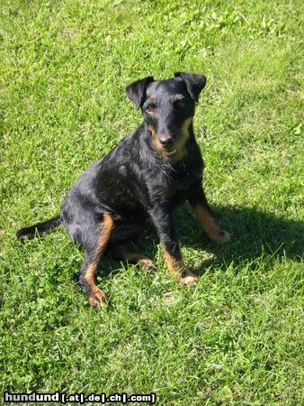 Deutscher Jagdterrier Ein Engel von einem Jagdterrier