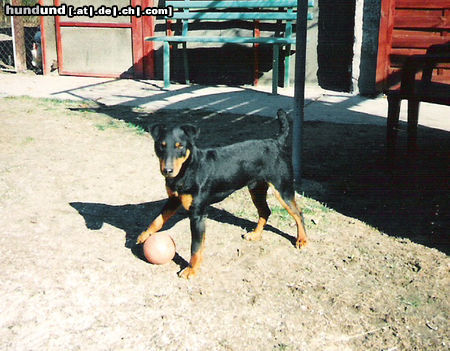 Deutscher Jagdterrier Borstel von Lanzenkron