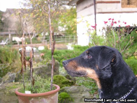 Deutscher Jagdterrier Buddy Brown Eye