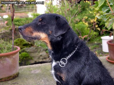 Deutscher Jagdterrier Buddy der Träumer