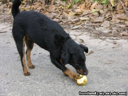 Deutscher Jagdterrier Buddy der Vegetarier