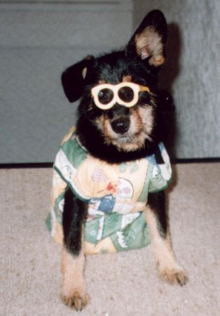 Deutscher Jagdterrier Fasching find ich cool