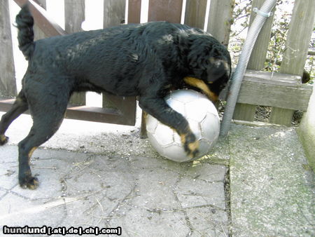 Deutscher Jagdterrier Mein Hund ist ein stark wie ein BÄR! :-)