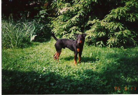 Deutscher Jagdterrier Borstel im Wald  von Marcel Sackretz