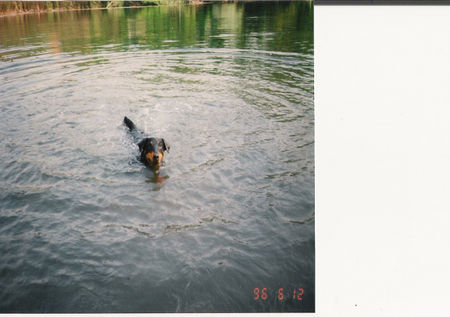 Deutscher Jagdterrier Borstel bei der Wasserarbeit