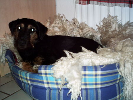 Deutscher Jagdterrier Chilie - in ihrer Schlafhöhle.... Bitte nicht stören!