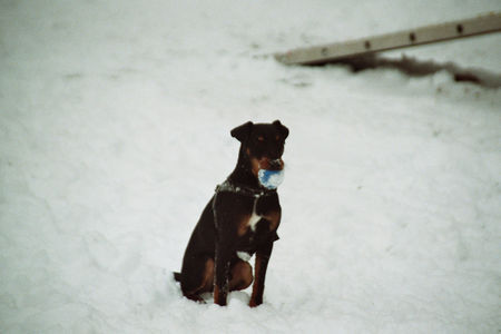 Deutscher Jagdterrier Das ist der 7 Monate alte Match vom Goldensee