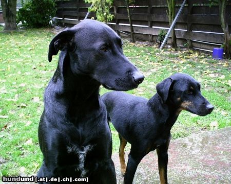 Deutscher Jagdterrier Tim und Bam