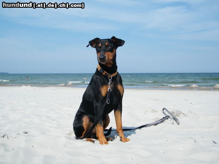 Deutscher Pinscher