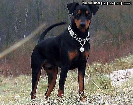 Deutscher Pinscher Cedric von der Hasenburg 