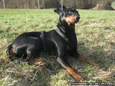 Deutscher Pinscher Haller Bodhi