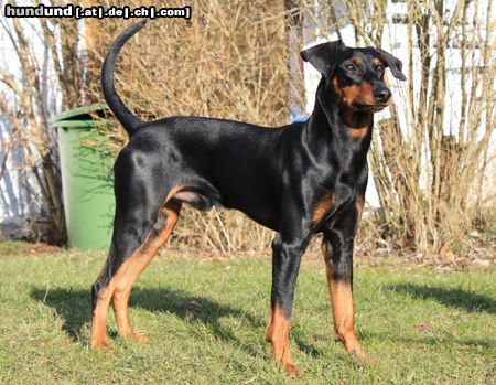 Deutscher Pinscher Haller Bodhi