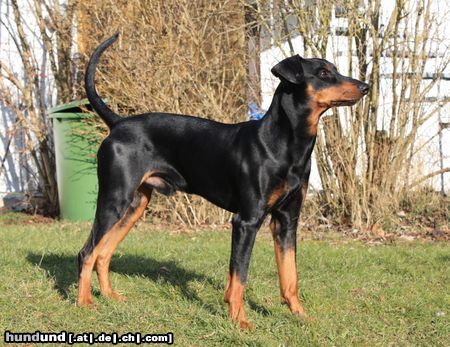 Deutscher Pinscher Haller Bodhi