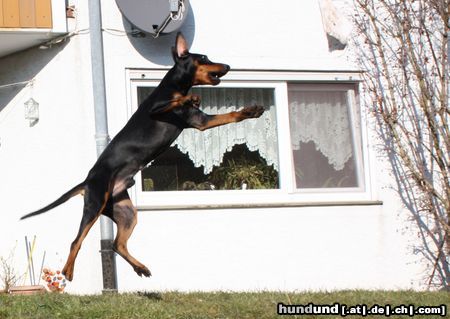 Deutscher Pinscher Bodhi in action