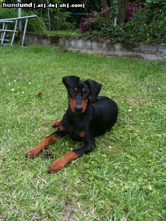 Deutscher Pinscher Henry vom Sommernachtstraum